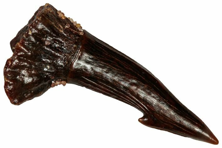 Fossil Sawfish (Onchopristis) Rostral Barb - Morocco #298219